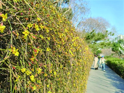 走在泉城街巷,于墙角院前,看迎春花渐次开放